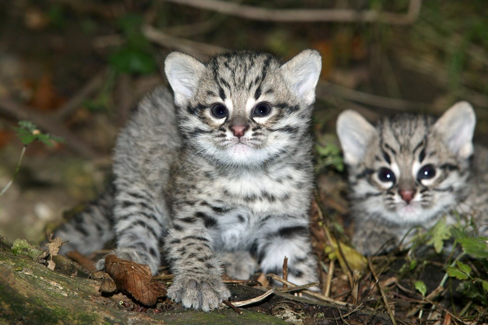 O gato do mato grande, também chamado gato de Geoffroy (Leopardus geoffroyi), é parente próximo do gato narinho, nova espécie relatada na Colômbia — Foto: iStock / Getty Images Plus